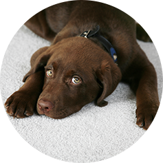 Dog On Carpet | We Remove Pet Stains - Boca Raton, FL